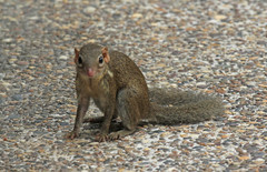 Tupaia belangeri