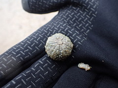 Psammechinus miliaris