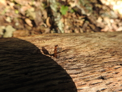 Sesiidae