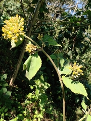 Schistocarpha eupatorioides