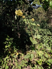 Schistocarpha eupatorioides