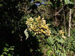 Schistocarpha eupatorioides