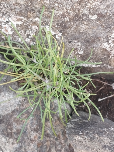 Tolpis succulenta