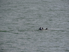 Cephalorhynchus eutropia