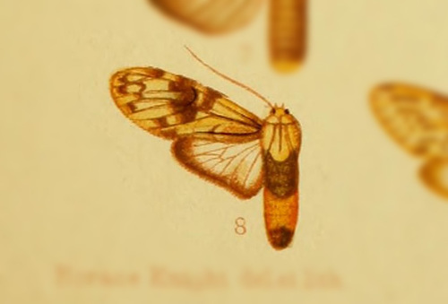 Eucereon simile