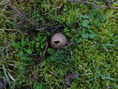Lycoperdon lividum