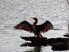 Phalacrocorax carbo