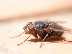 Calliphora