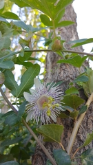 Passiflora tucumanensis