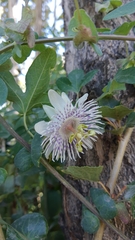 Passiflora tucumanensis
