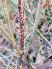 Nectria cinnabarina