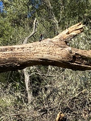 Melanerpes formicivorus