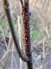 Nectria cinnabarina