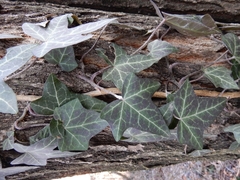 Hedera helix