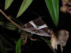 Bastilla fulvotaenia