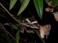 Bastilla fulvotaenia