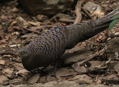Polyplectron bicalcaratum