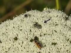 Nicentrus circumcinctus