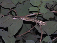 Dendrelaphis kopsteini