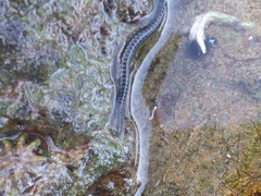 Eulalia microphylla