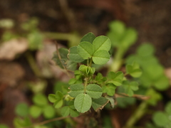 Trifolium campestre