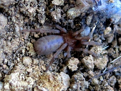 Ischnocolus valentinus