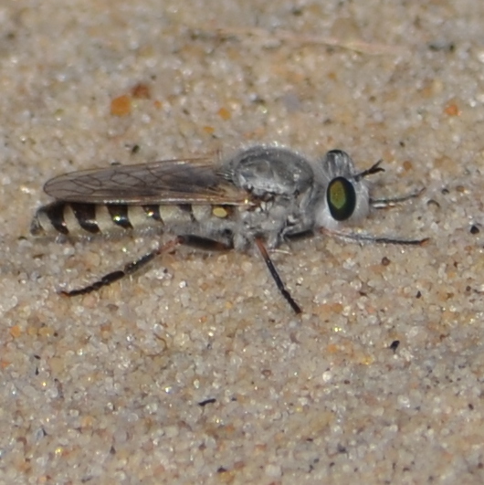 Laphystia