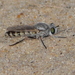 Beach Robber Fly - Photo (c) James Shelton, some rights reserved (CC BY-NC-SA), uploaded by James Shelton