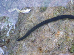 Eulalia microphylla