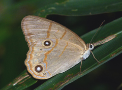Lethe syrcis