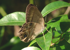 Lethe syrcis