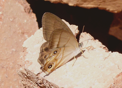 Lethe syrcis