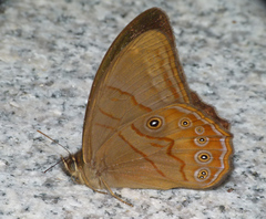Lethe syrcis