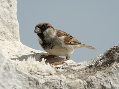 Passer domesticus