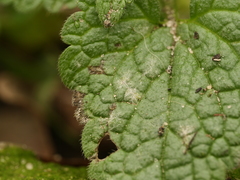 Neoerysiphe galeopsidis