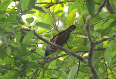 Eurylaimus javanicus