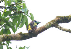 Eurylaimus javanicus