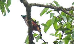 Eurylaimus javanicus