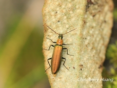Prionoceridae