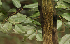 Bronchocela
