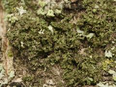 Phaeophyscia nigricans