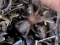 Ischnocolus valentinus