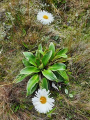 Celmisia verbascifolia