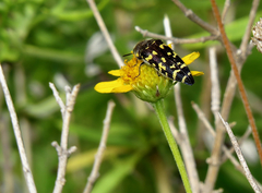 Acmaeodera macra
