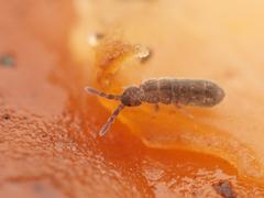 Vertagopus pseudocinereus