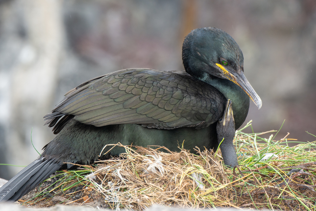 European shag sitting on its nest of dry grass, dark green-tinged plumage and yellow gape