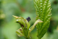 Anoplus roboris