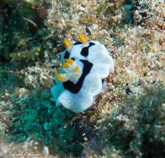 Chromodoris alcalai