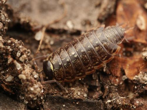 Photo of Common Striped Woodlouse (Philoscia muscorum)