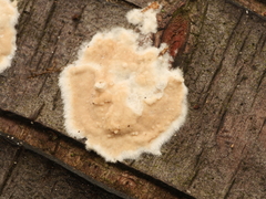 Cylindrobasidium laeve